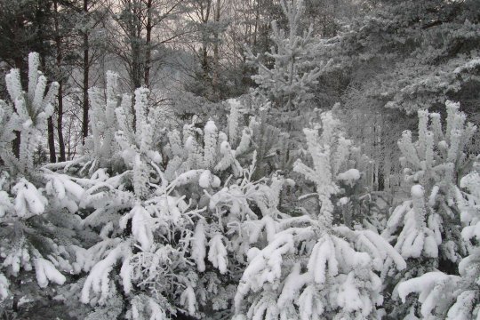 Umgebung des Brzeźna Szlacheckiego (dt. Adlig Breisen)