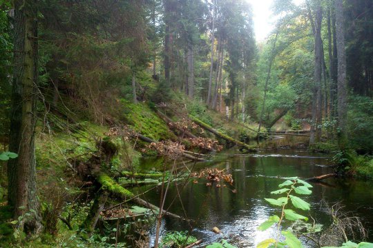 Umgebung des Brzeźna Szlacheckiego (dt. Adlig Breisen)