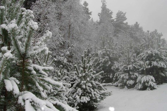 Umgebung des Brzeźna Szlacheckiego (dt. Adlig Breisen)